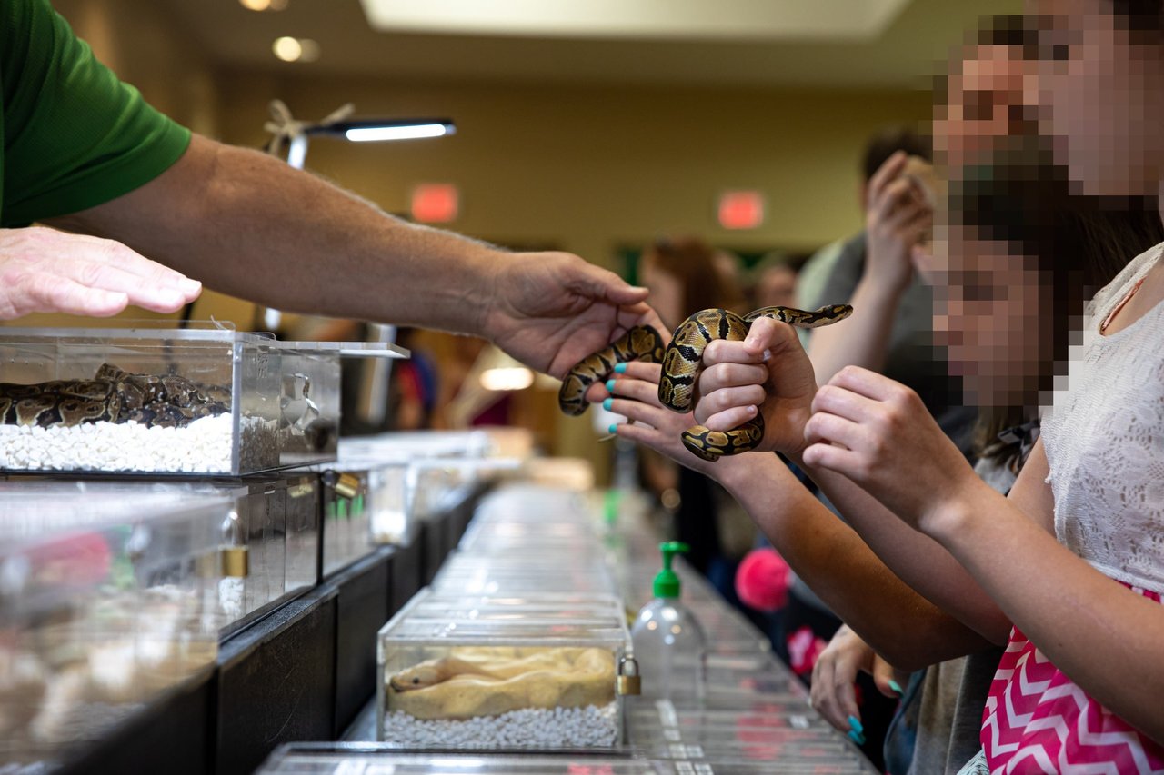 Ball python being handled at an animal show