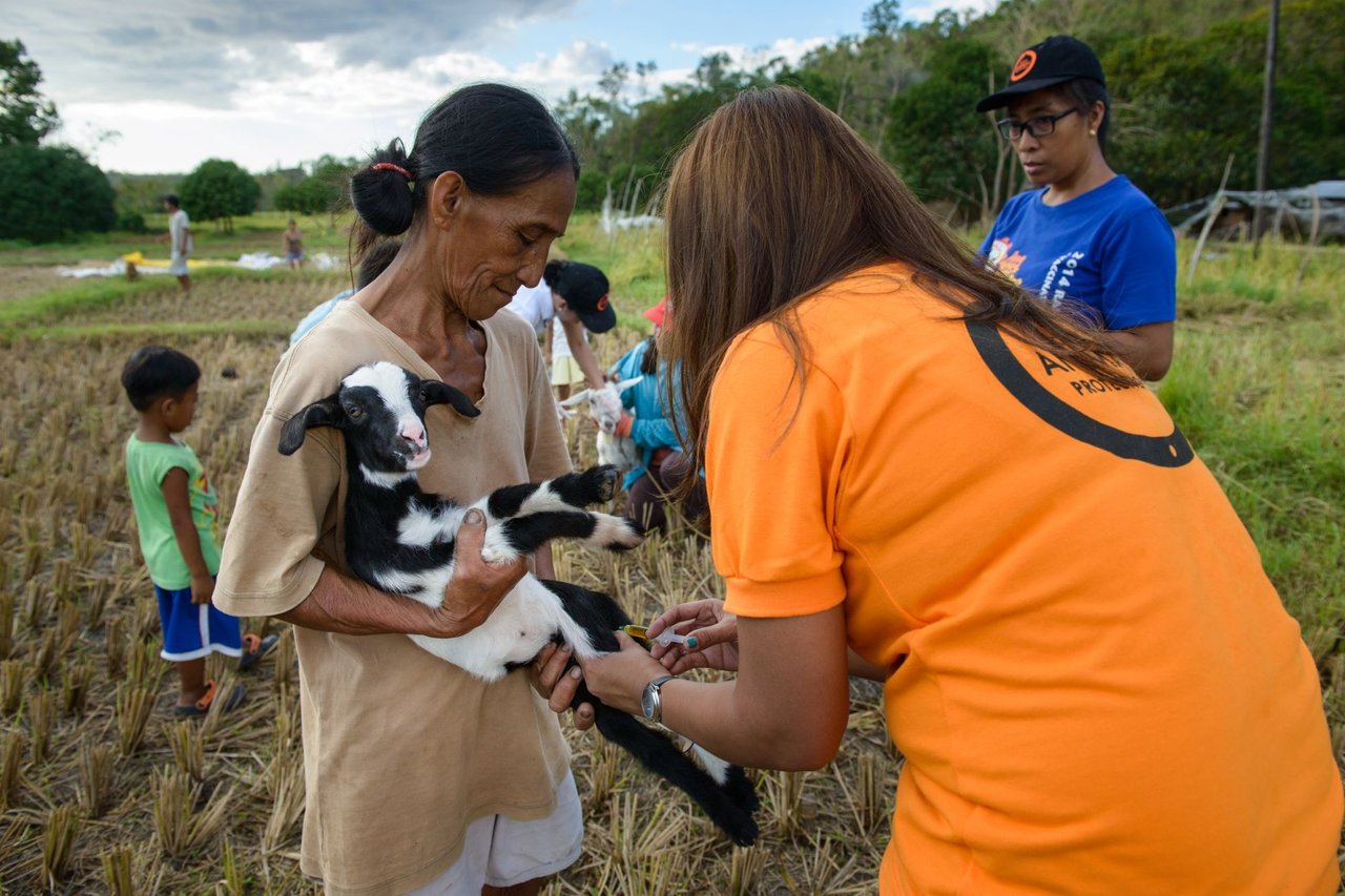 A World Animal Protection team member provide rapid emergency veterinary care to a goat after Tyhpoon Haima struck