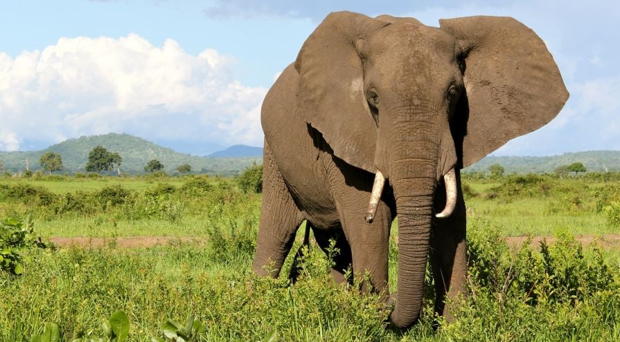 Thomas Cook deixa de oferecer atrações com elefantes