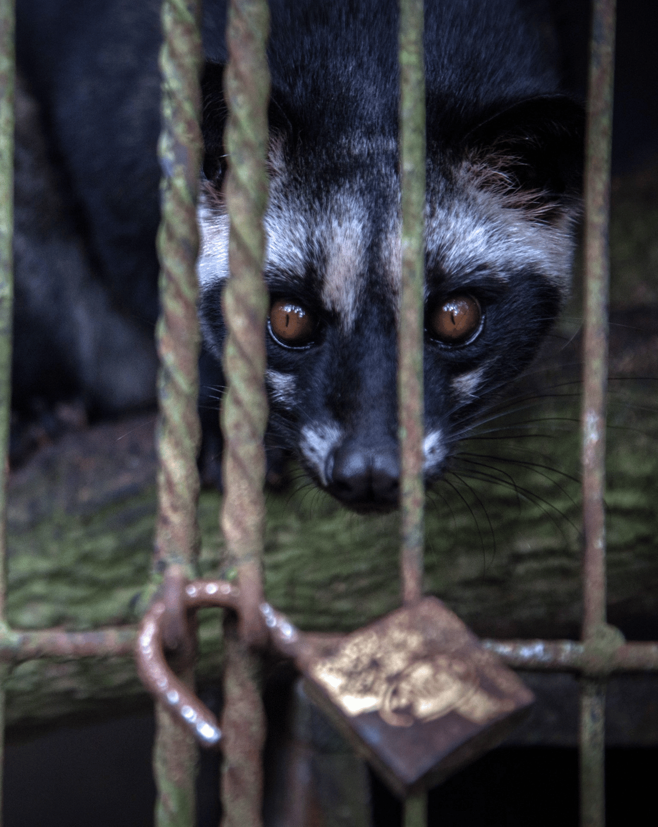 Small caged animal