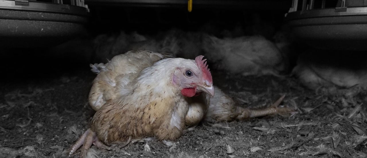 Foto de um frango em uma granja industrial sem ter seu bem-estar atendido