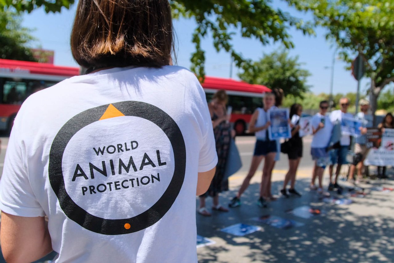 Imagem de uma mulher de costas com a camiseta da Proteção Animal Mundial em ação voluntária.