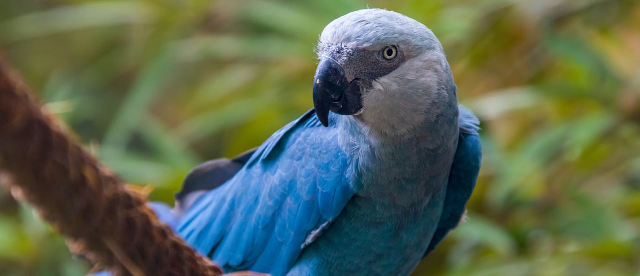 Ararinha-azul descansando em um galho