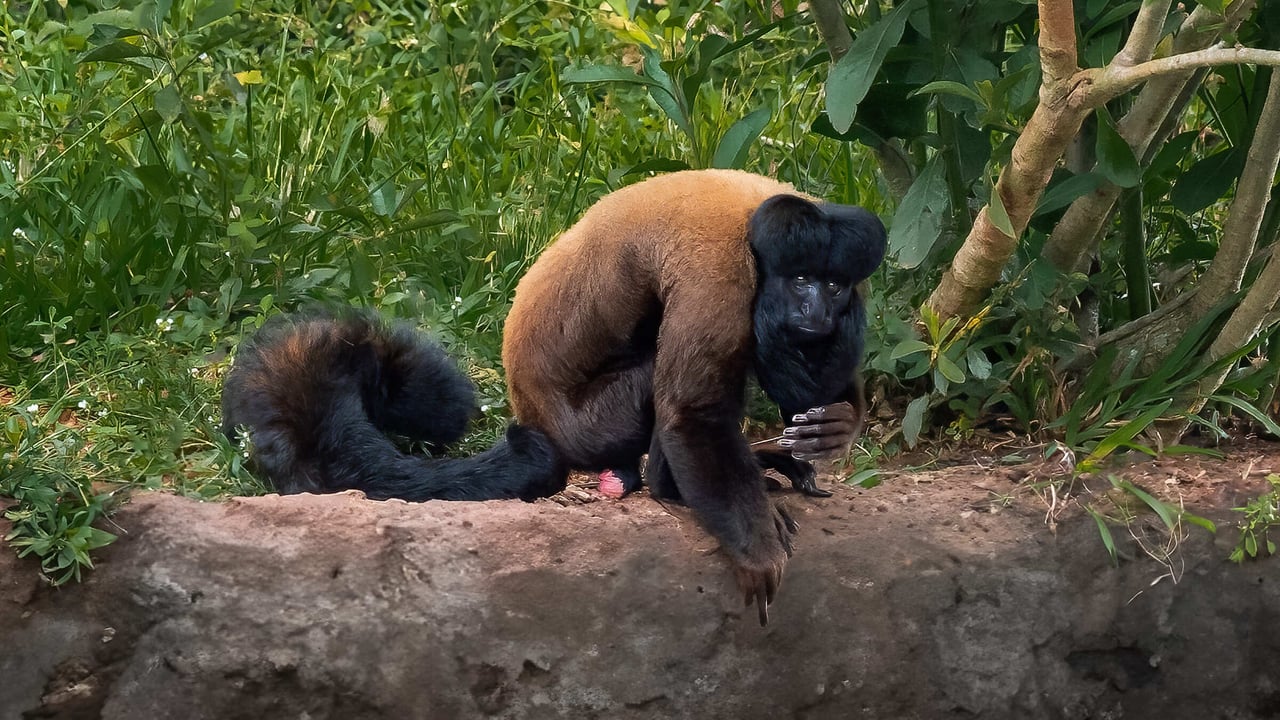 Cuxiú-marrom (Chiropotes utahickae)
