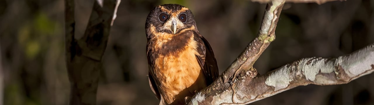 Murucututu