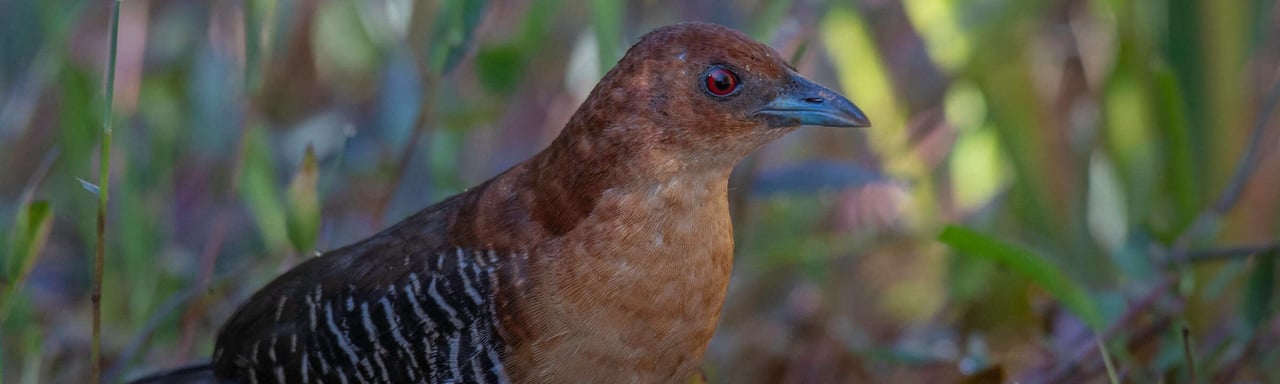 Sanã-de-cara-ruiva