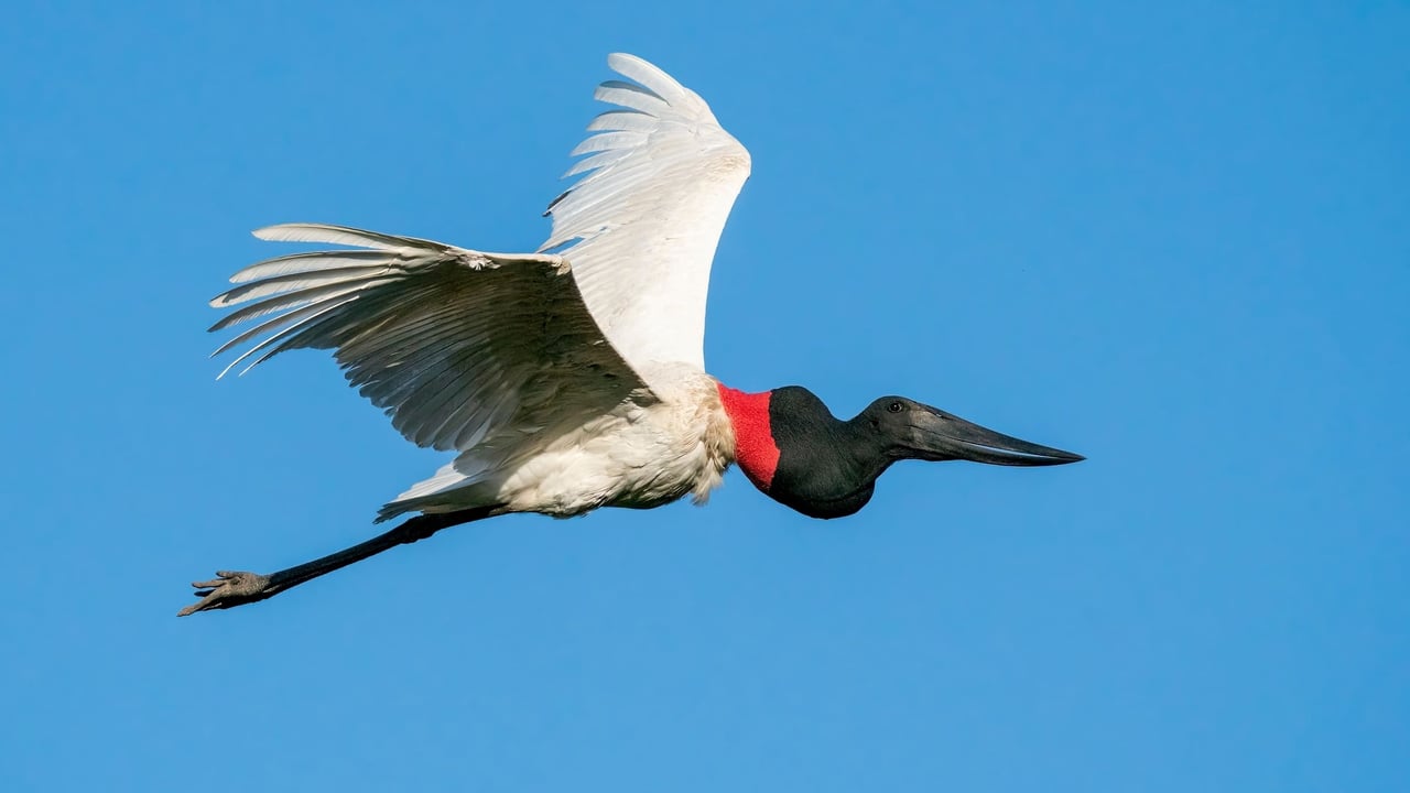 Tuiuiú (Jabiru mycteria)