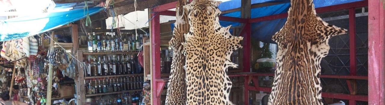 Tiger skins hanging at a market