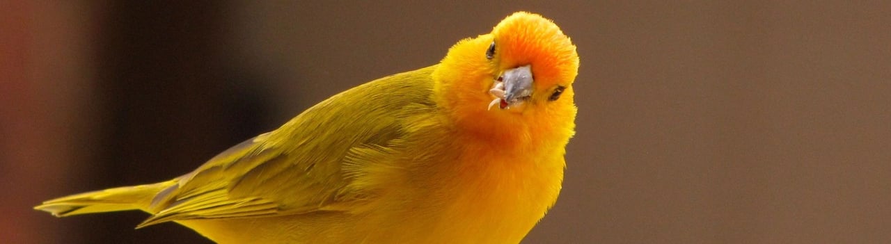 canario da terra