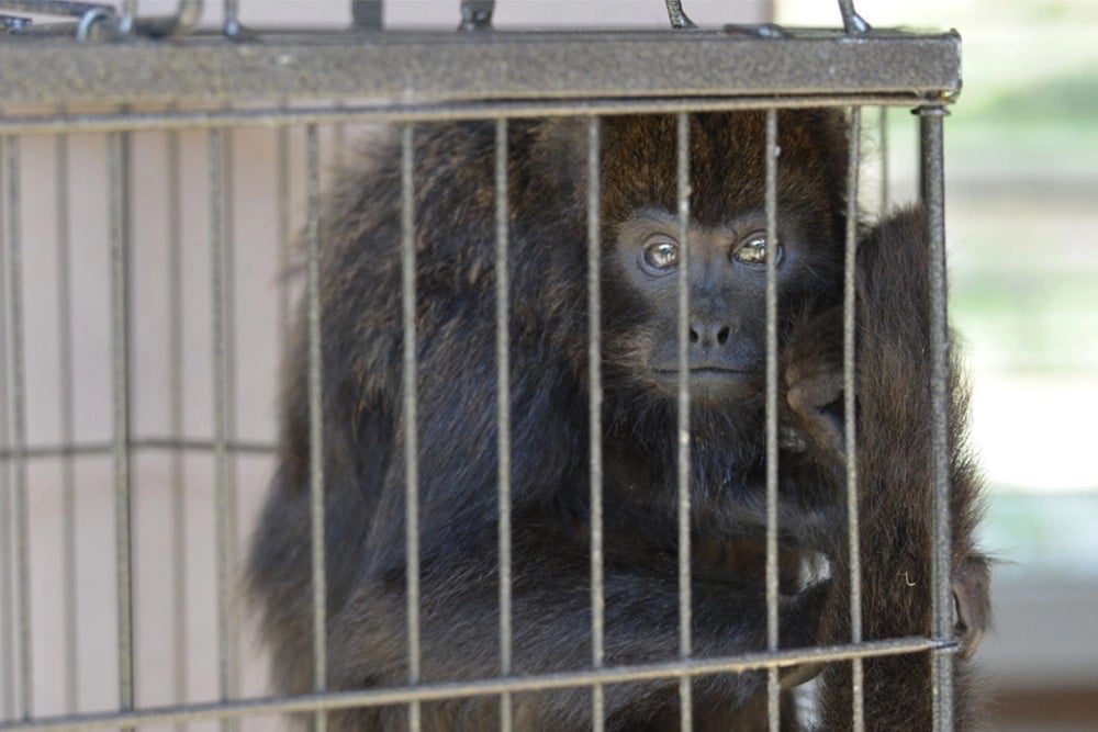 Macaco bugio mantido em cativeiro domiciliar ilegal