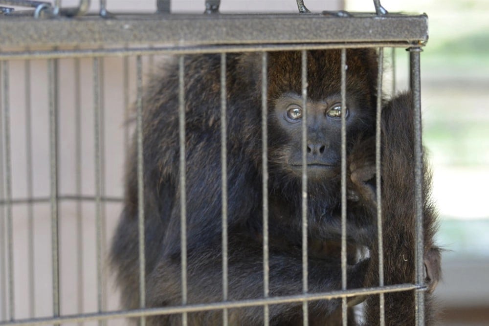 É permitido ter um macaco como animal de estimação?