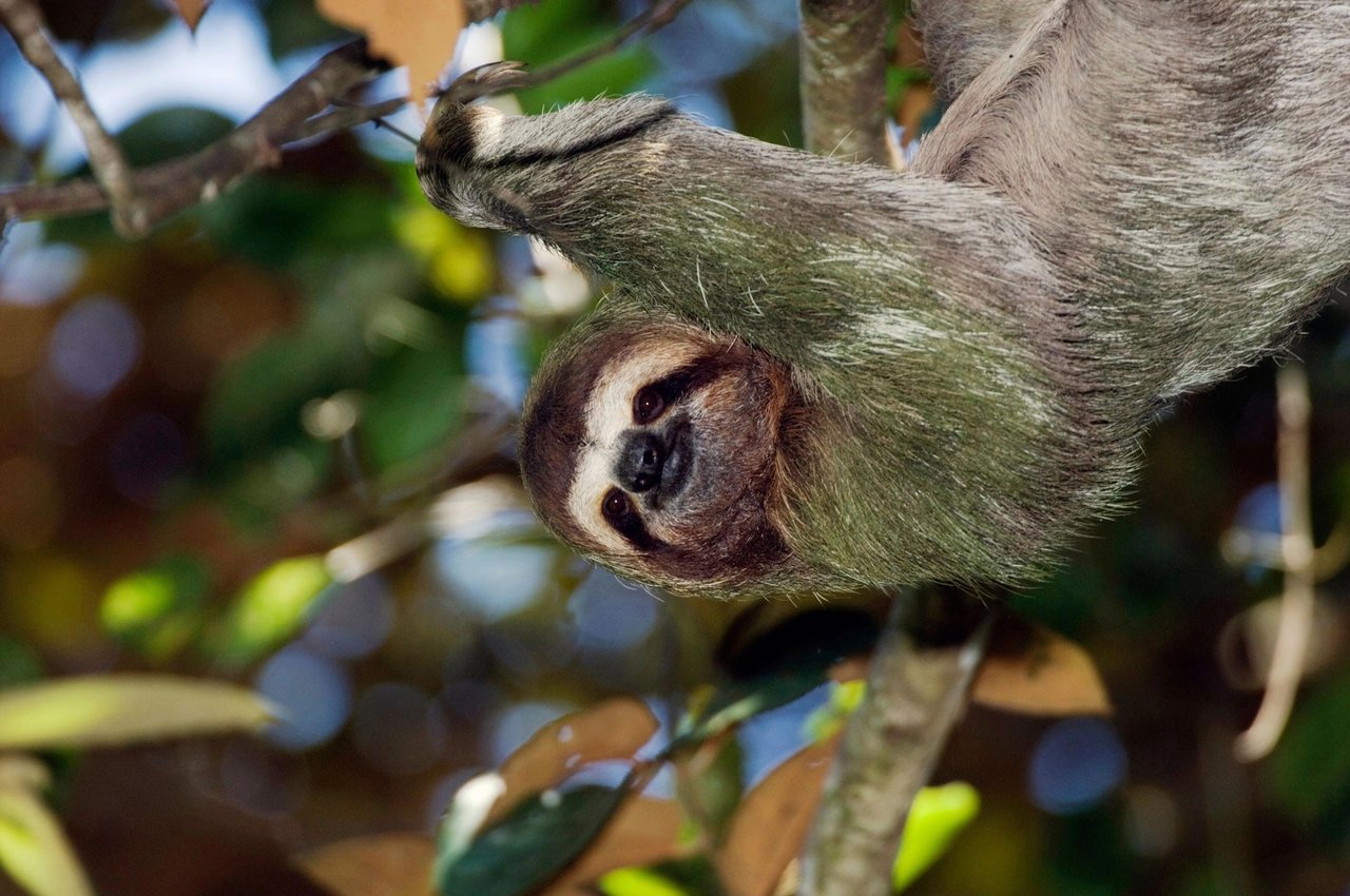 Wild Sloth
