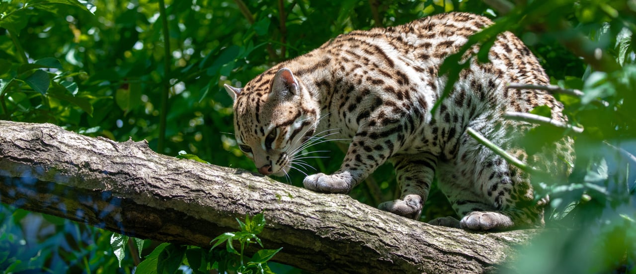 Jaguatirica andando cuidadosamente em um galho