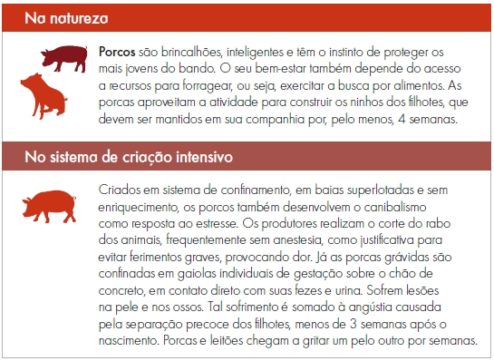 Porcos