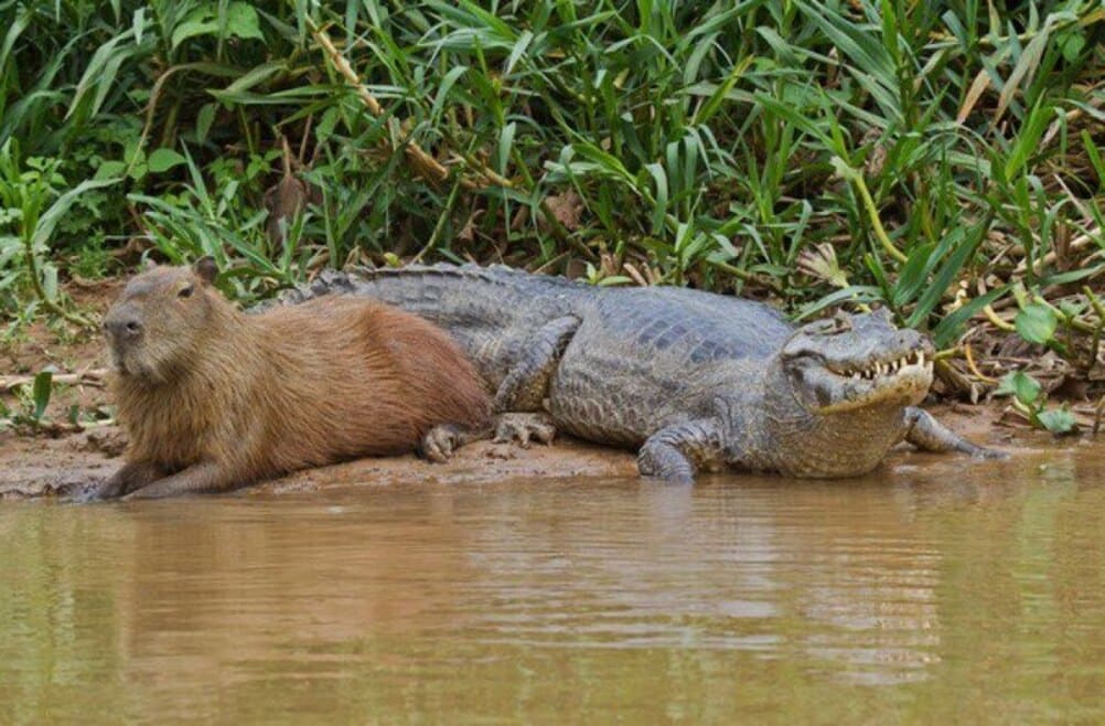 Capivara em seu típico comportamento dócil, na companhia de um jacaré
