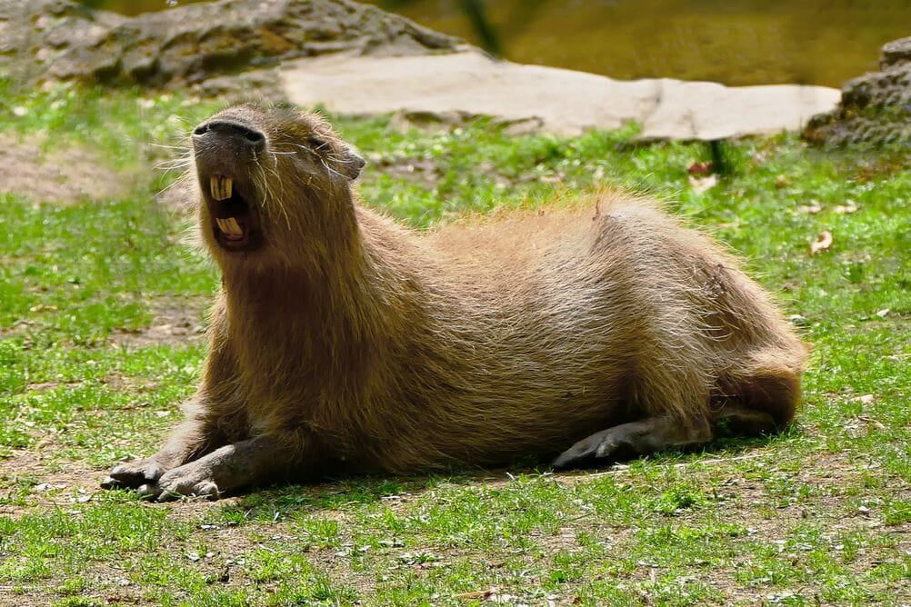 Capivara deitada mostrando seus enormes dentes