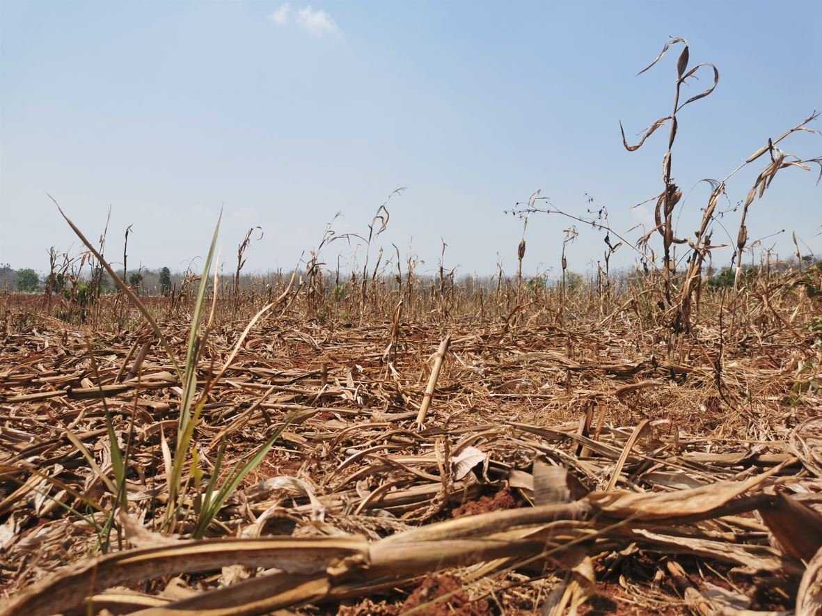 mudanças climáticas: imagem de uma vegetação seca devido às mudanças climáticas