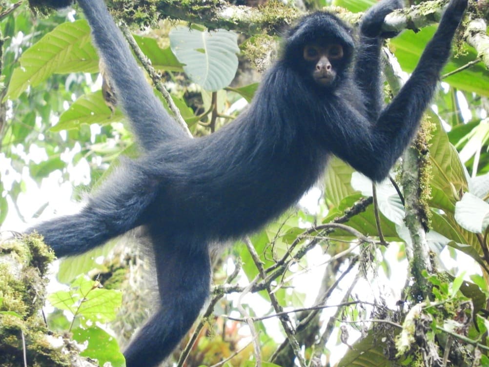 Macacos-aranha-da-cara-preta em uma árvore