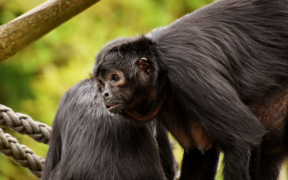 Close em um macaco-aranha-da-cara-preta
