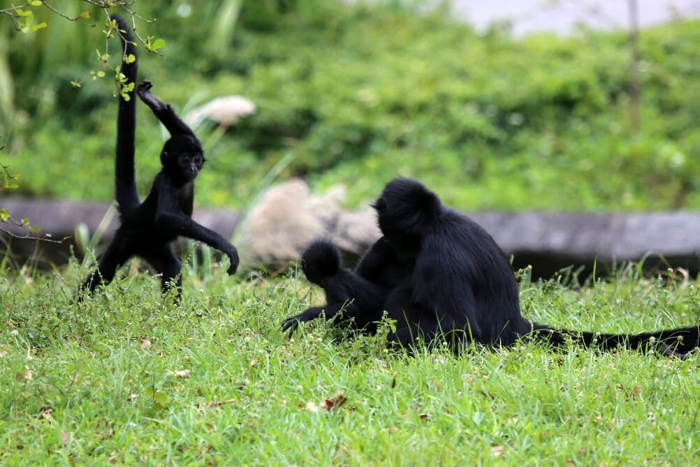Família de macaco-aranha-da-cara-preta flagrada durante a brincadeira de um filhote