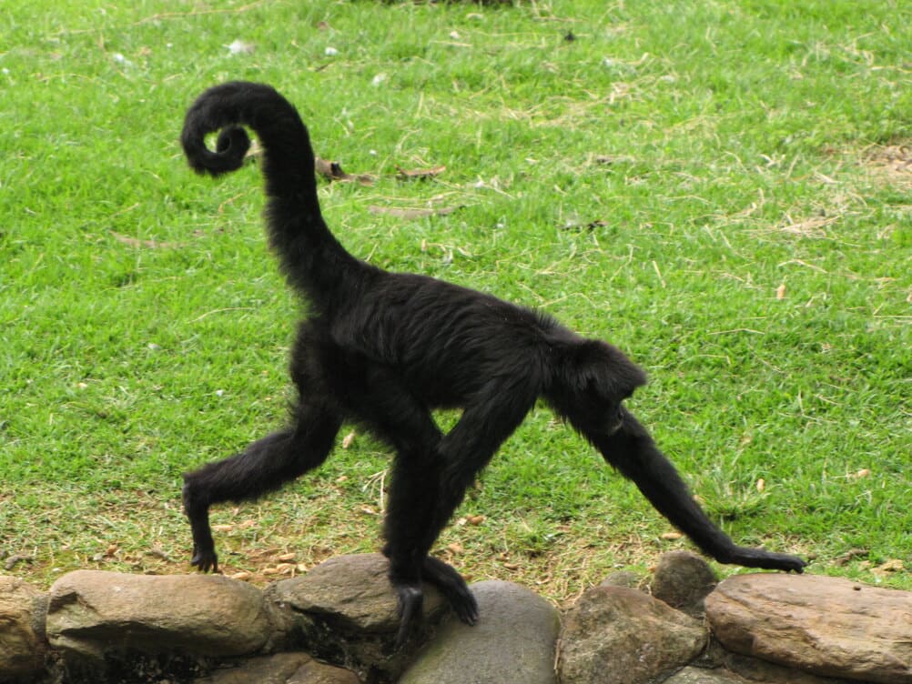 Macaco-aranha-da-cara-preta correndo