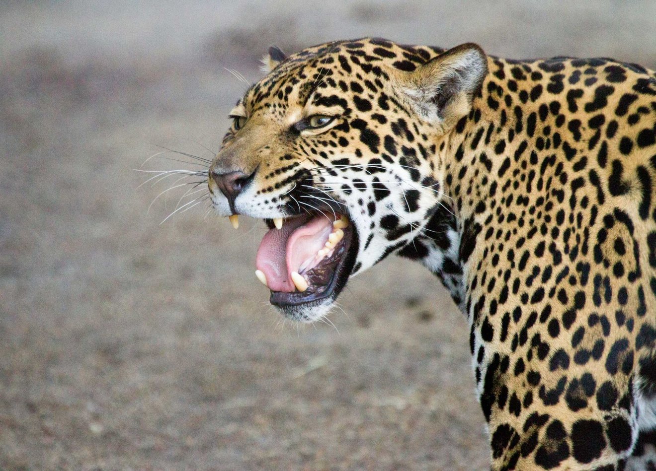 Onça-pintada mostrando seus dentes