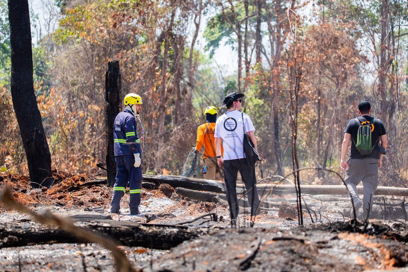 desmatamento: imagem da equipe proteção animal mundial cobrindo desmatamento no mato grosso