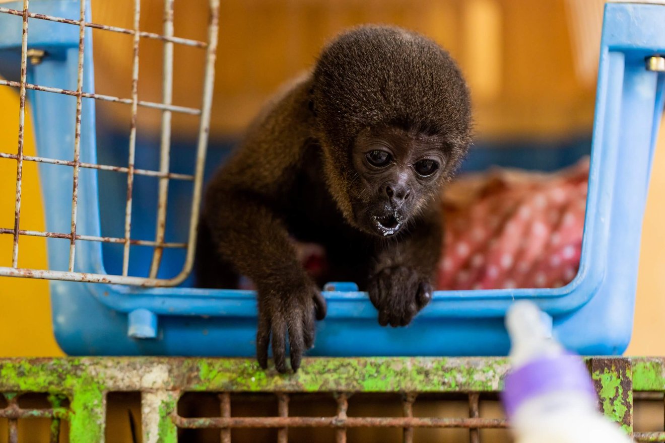 defaunação: imagem de um filhote de macaco resgatado em uma pequena jaula