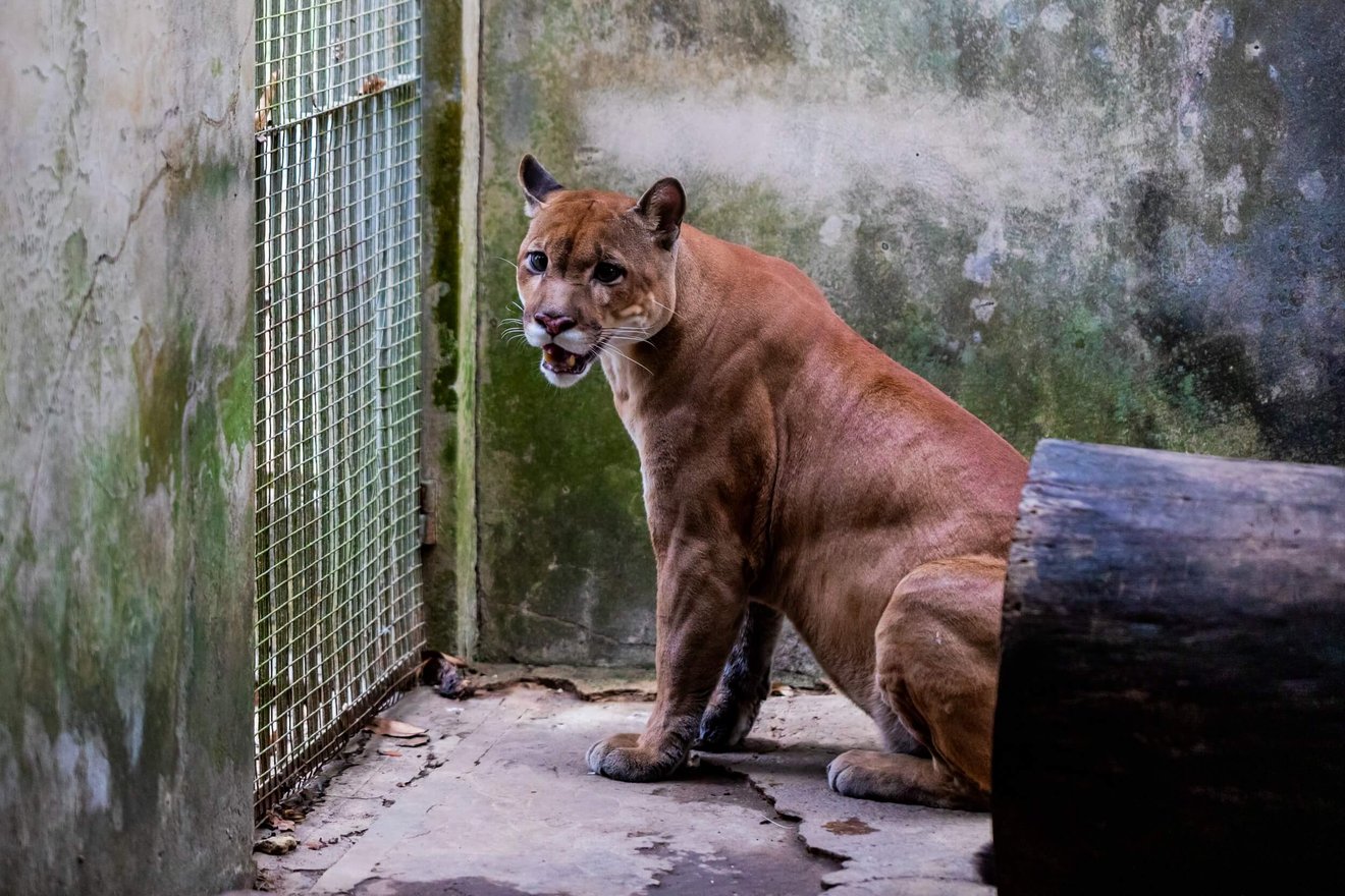 defaunação: imagem de um mamífero resgatado porque perdeu o seu habitat