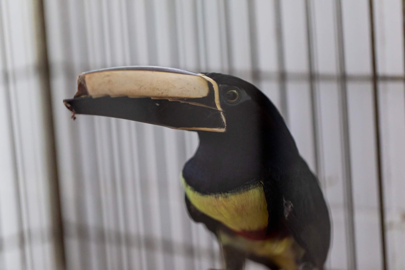 defaunação: imagem de um tucano resgatado com o bico queimado e parte amputado