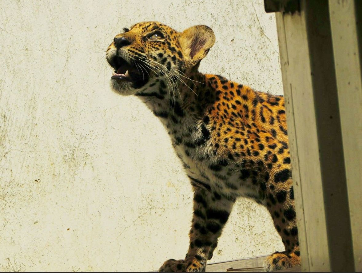 Xamã onça-pintada: imagem da onça Xamã filhote dentro de uma sala olhando pra cima e rungindo