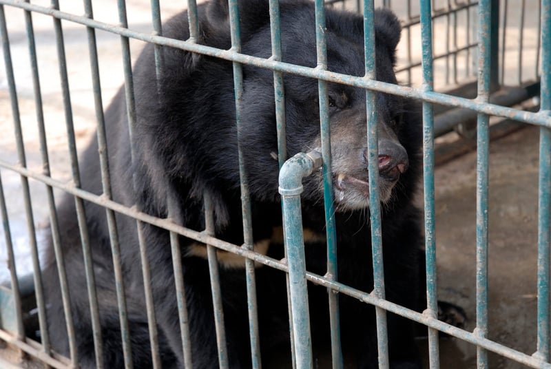 Urso mordendo o que parece ser um encanamento de ferro que fica dentro de sua jaula