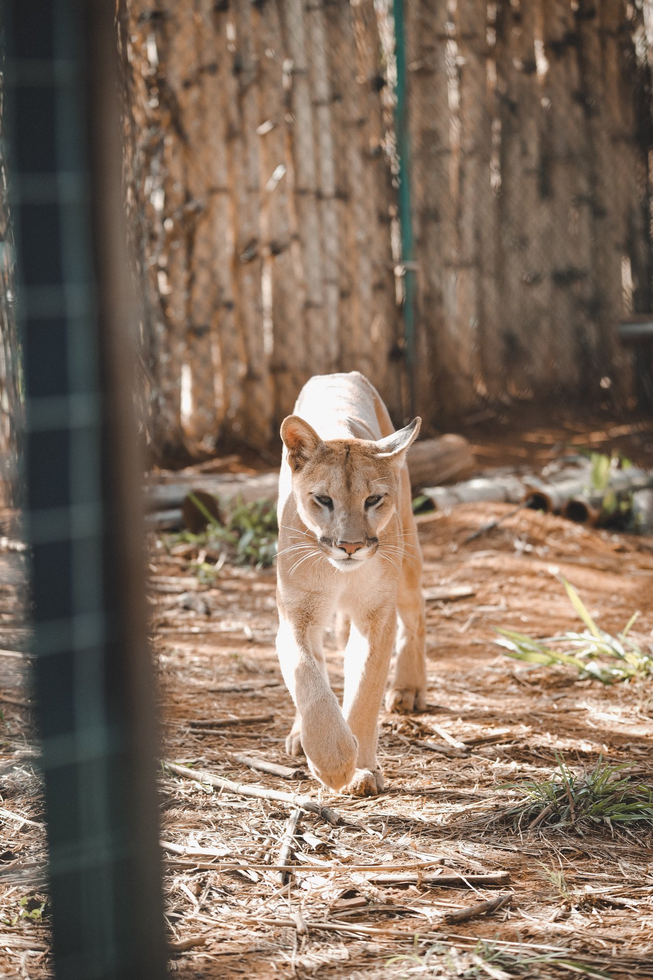 A história de Alfa e Beta ainda está sendo escrita, e o Cerrado precisa de predadores de volta para recuperar seu equilíbrio.