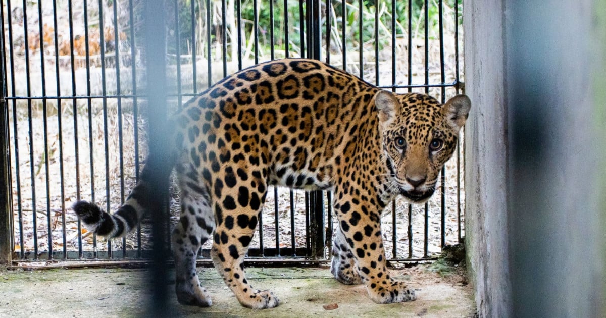 Una cría de jaguar rescatada en Brasil que quedó huérfana debido a los incedios forestales en Brasil. 