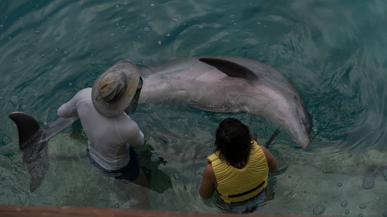 Golfinho explorado em atividade turística