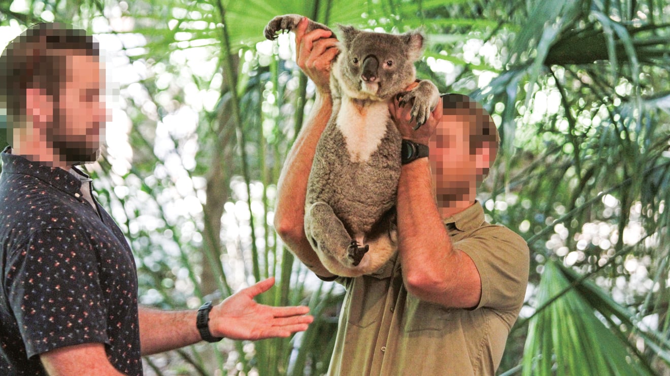Koala interagindo com turista em atividade de exploração turística