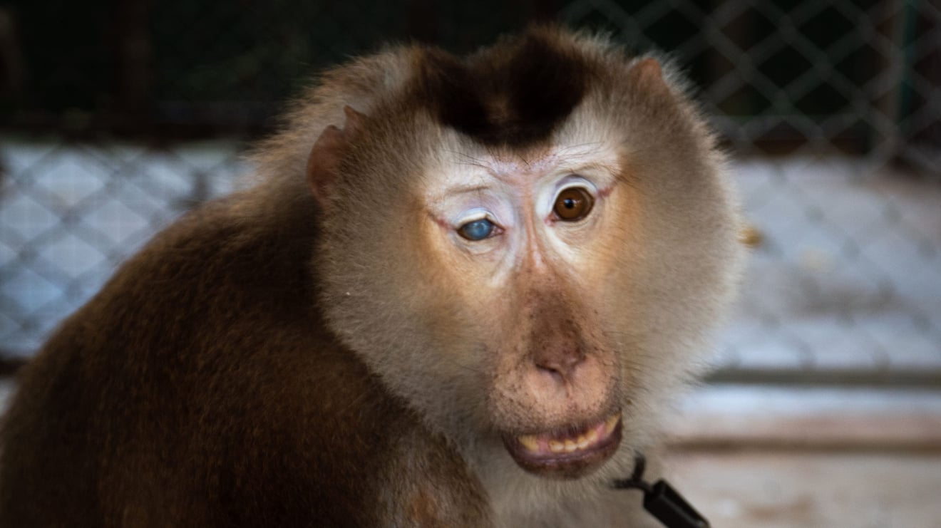 Macaco ferido e exploração turística