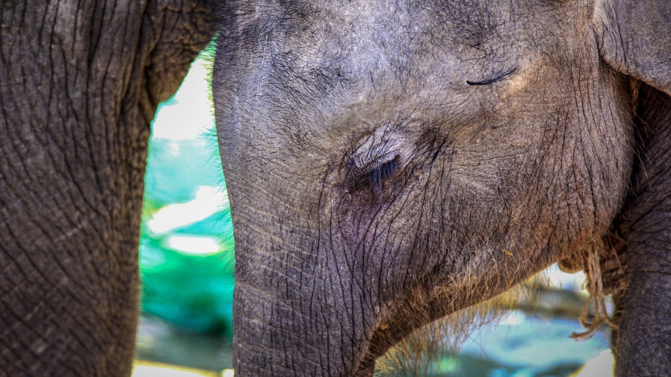 Olhar triste de elefante explorado pelo turismo
