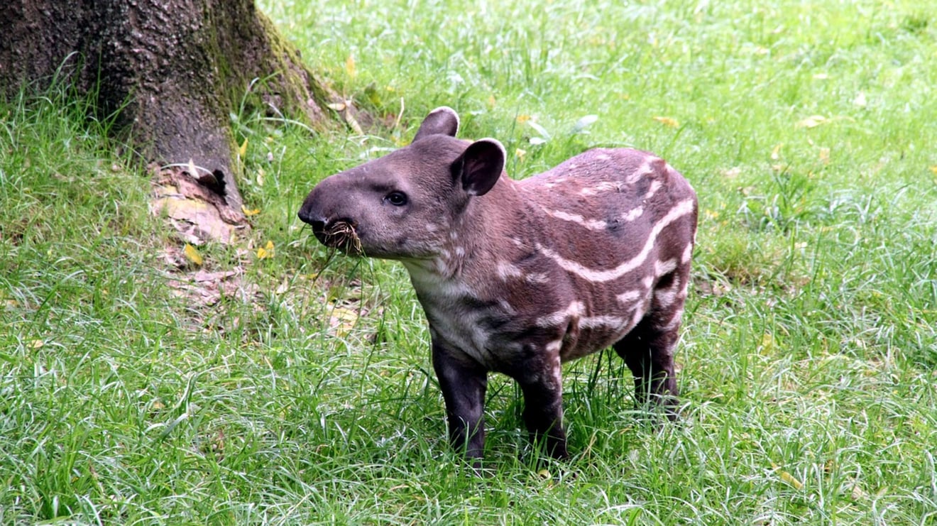 Filhote de anta com suas características manchas brancas