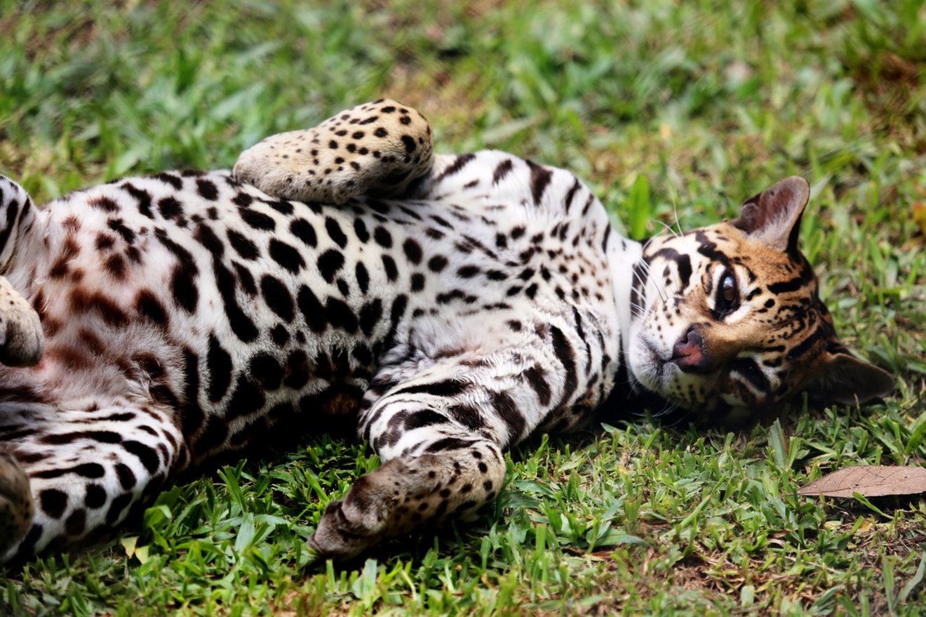 jaguatirica deitada com barriga pra cima