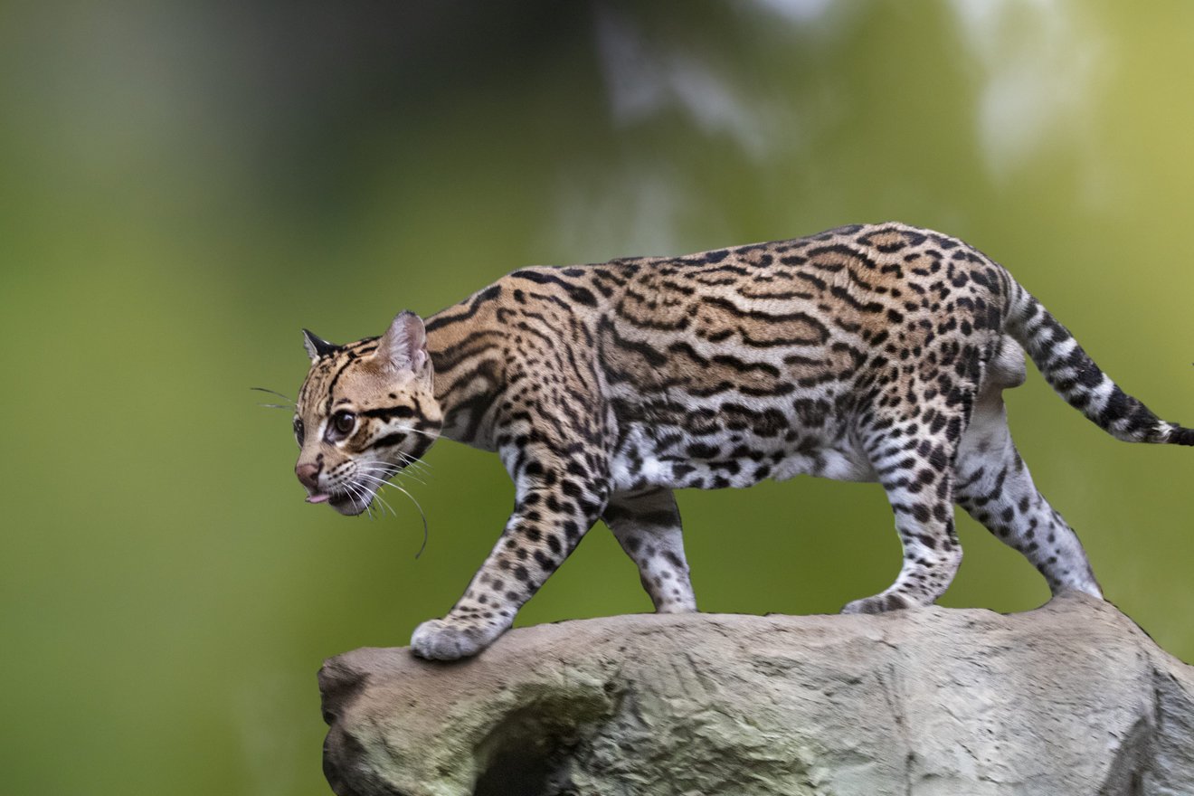 jaguatirica caminhando sobre uma pedra