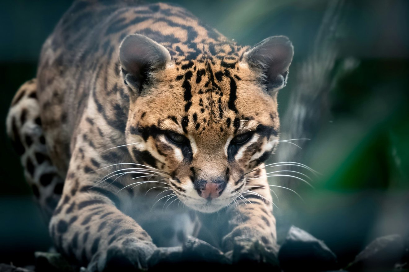 jaguatirica preparando ataque