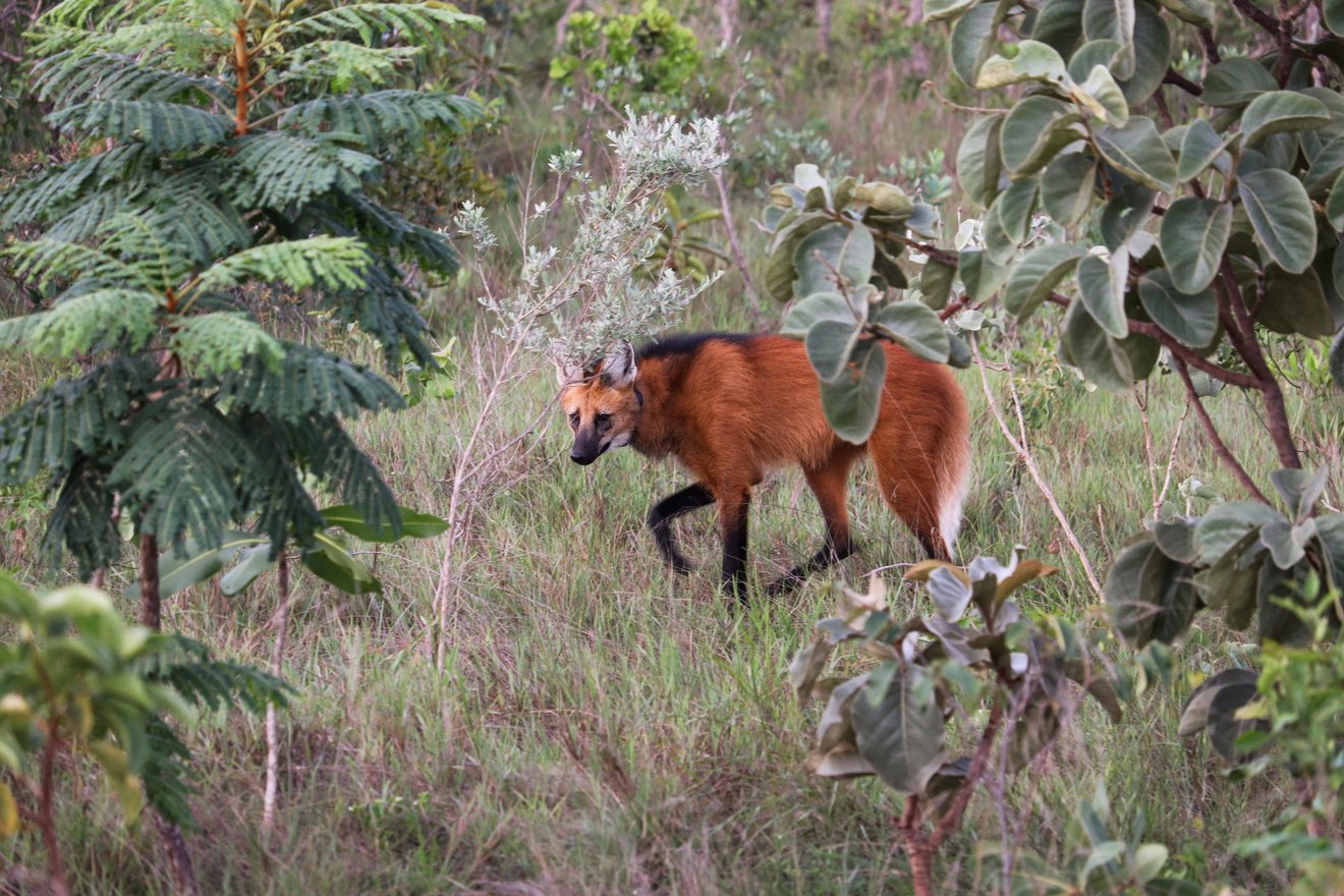 lobo-guará andando cuidadosamente
