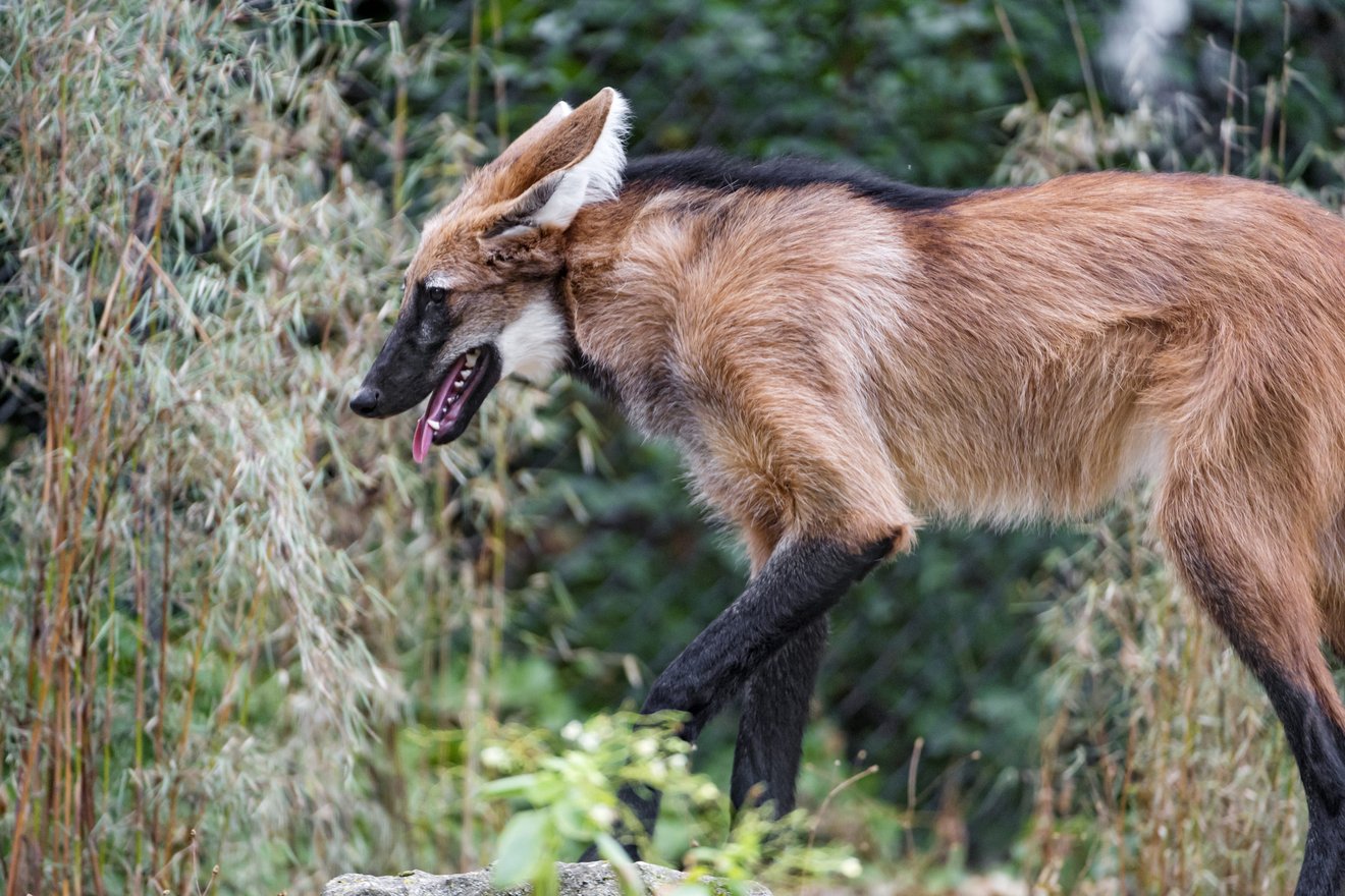 Lobo-guará em seu esplendor