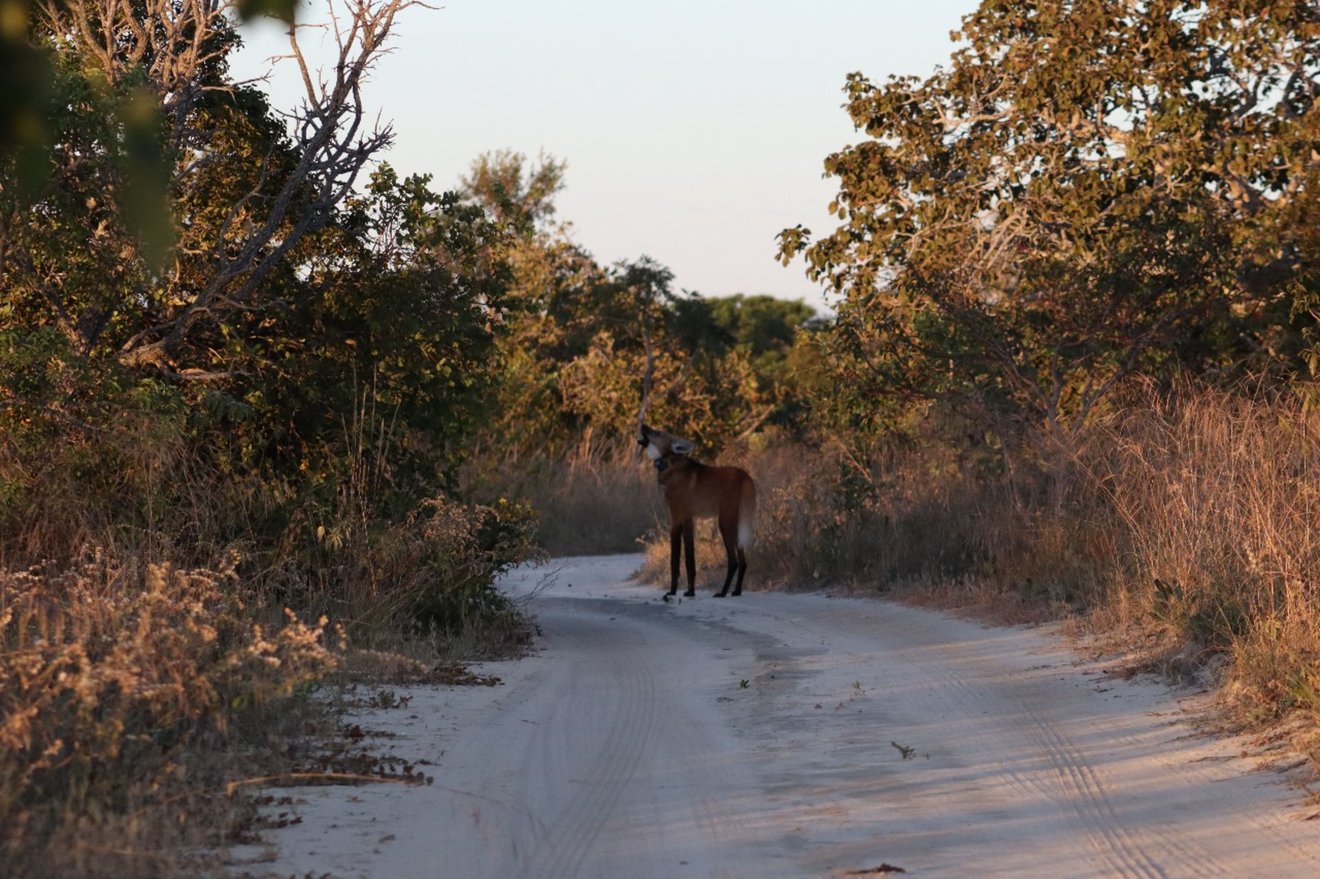 Lobo-guará flagrado em uma estrada de terra