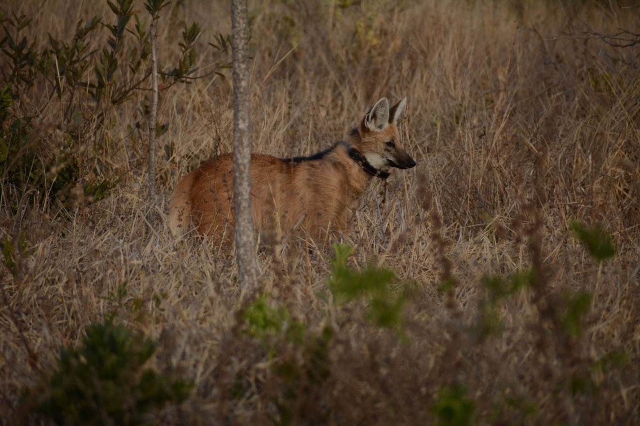 Lobo-guará observando em meio à vegetação