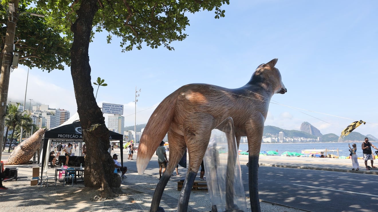Detalhe do lobo-guará no Ponto Animal em Copacabana - foto Reginaldo Teixeira