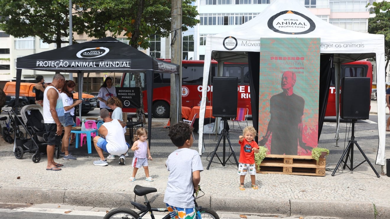 Tela de led no Ponto Animal em Copacabana - foto Reginaldo Teixeira