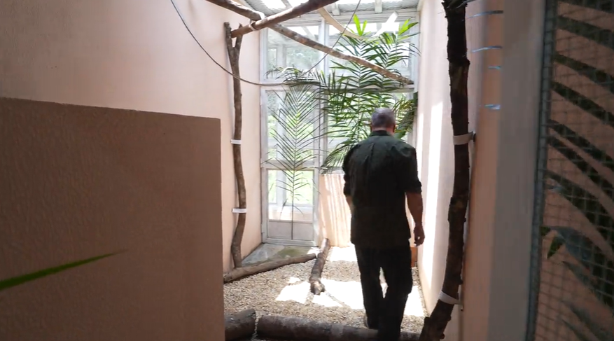 enriquecimento ambiental, reabilitação de animais silvestres, bem-estar animal, CETAS, conservação da fauna, tráfico de animais