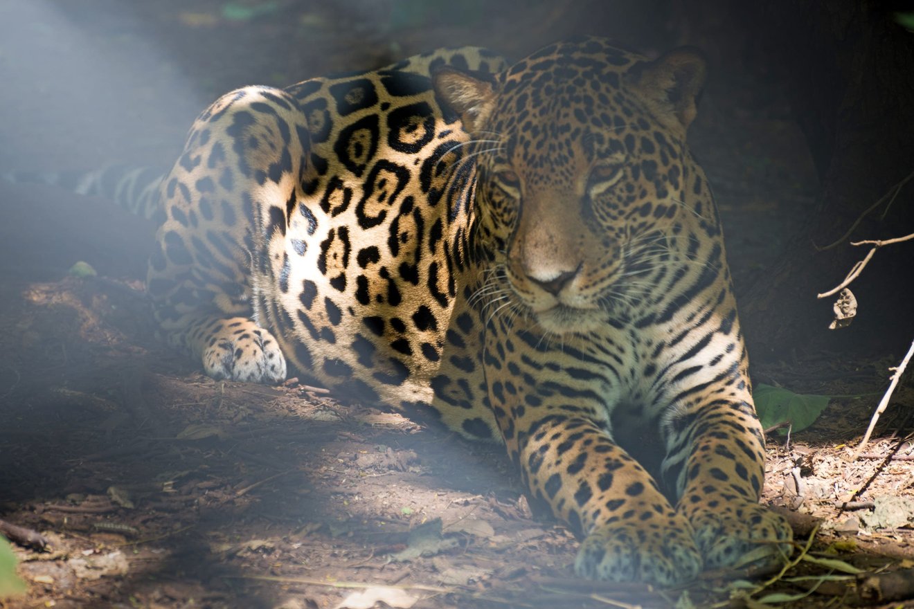 Onça-pintada descansando na sombra